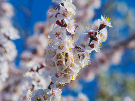 Blooming apricot tree and a bee