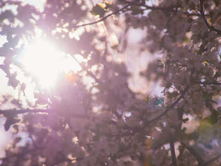 The sun shines through a flowering treeの写真素材