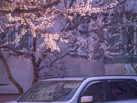 The roof of the car and a blossoming treeの写真素材