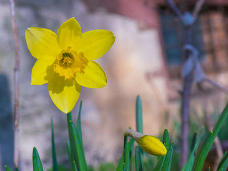 The beautiful yellow daffodil in a gardenの写真素材