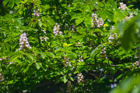 The nice and beautiful flowering chestnuts in springの写真素材