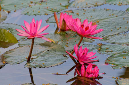 lotusesの写真素材