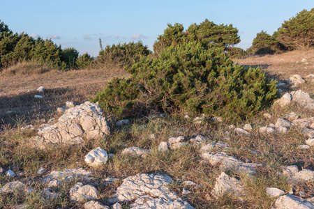 Pine on the hillsideの写真素材