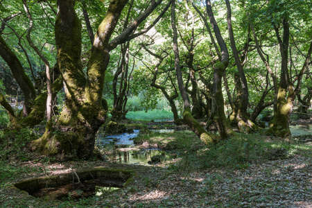 Stream in sycamore groveの写真素材
