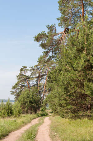 On the edge of the forestの写真素材