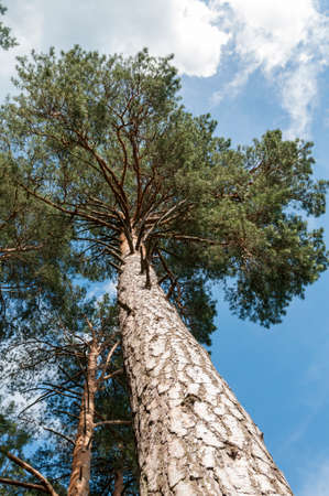 Sky in pine forestの写真素材
