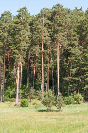 the pinesの写真素材