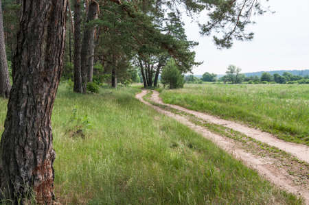 forest roadの写真素材