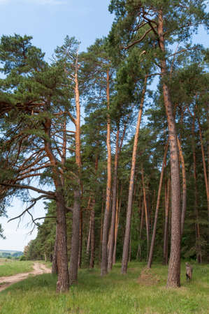 pine forestの写真素材