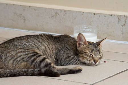 The fed catの写真素材