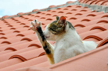 Cat washesの写真素材