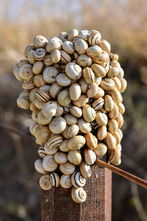 snailsの写真素材