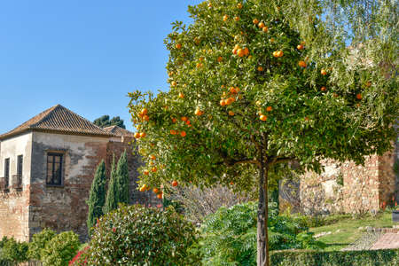 orange treeの写真素材