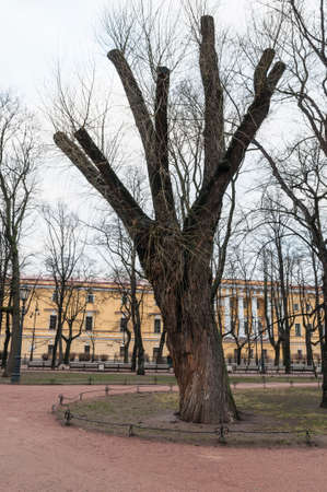 Winter Park in St. Petersburgの写真素材