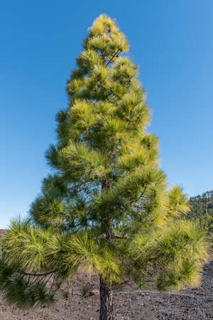 Pine on the side of a volcanoの写真素材