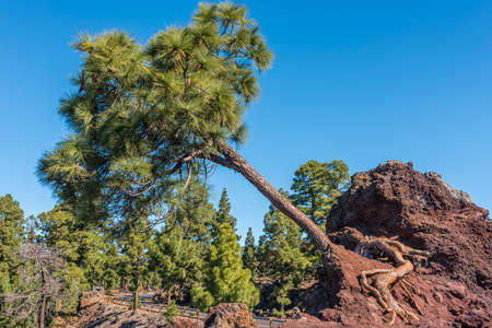 mountain pineの写真素材