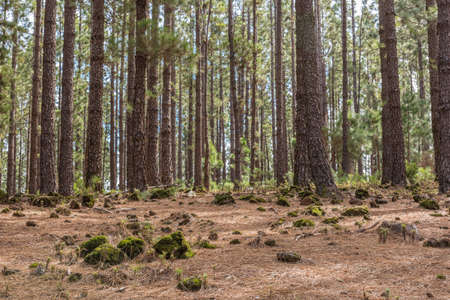 Pine forest in the mountainsの写真素材