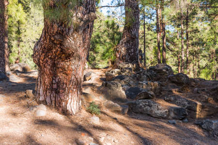 Old pine tree on a mountain slopeの写真素材