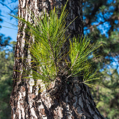 Young shoot on the trunk pinesの写真素材