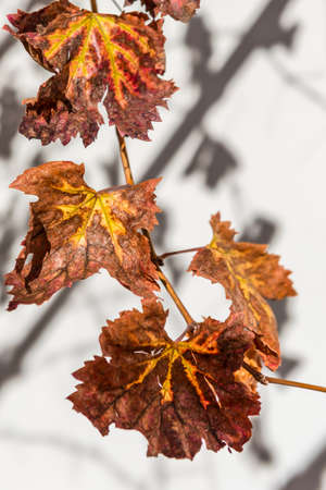 The leaves of the vineの写真素材