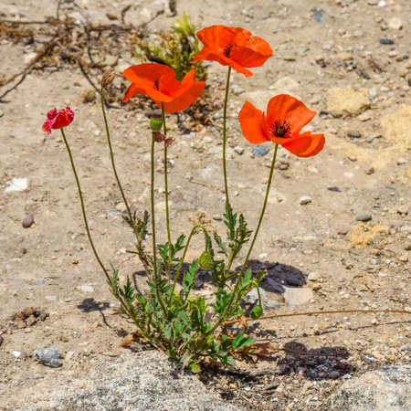 red poppiesの写真素材