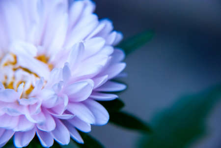 Astra. Macro shooting. The petals of the flower are close-up with a blurred background.の写真素材