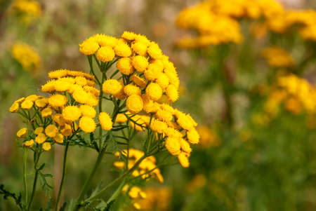 Pajma is a flower shot close-up. Macro shooting.の写真素材