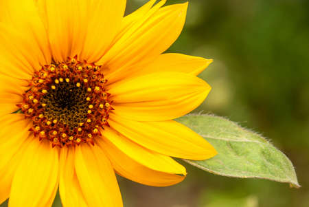 Beautiful flower - sunflower, on a blurred color backgroundの写真素材