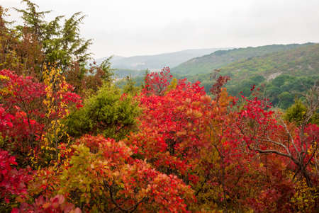 Beautiful mountain landscape. Fiery red foliage. Krasnodar Territory. Russia.の写真素材