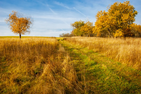 Beautiful landscape of the "golden" autumn. Fiery foliage on autumn trees.の写真素材