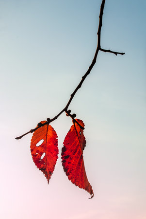 Red leaflets on a branch are isolated on a blue sky backgroundの写真素材
