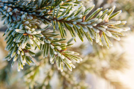The branch ate with the framing of frost frost. Macro shooting on a frosty sunny day on a blurred...