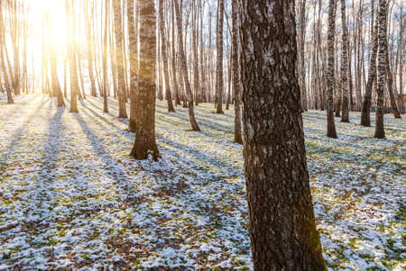 Urban autumn park in the rays of the sun.の写真素材
