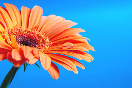 Macro shooting of Gerbera with dew drops on an isolated blue background.の写真素材