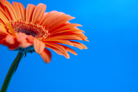 Macro shooting of Gerbera with dew drops on an isolated blue background.の写真素材