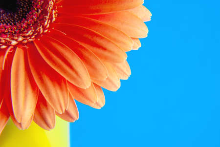 Gerber in a yellow glass vase on an isolated blue background.の写真素材