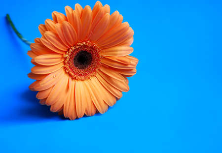 Macro shooting of Gerbera with dew drops on an isolated blue background.の写真素材