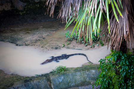 Crocodile at Phuket Nursery. Thailand.の写真素材