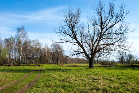 Spring landscape. Green grass, the road going into the distance and the blue sky.