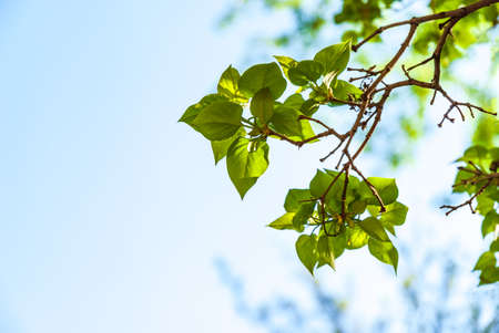 Spring branch with green leaves on the background of a clear blue sky.の写真素材