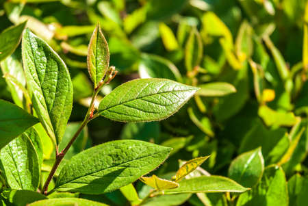 Branch with spring green leaves on a natural background.の写真素材