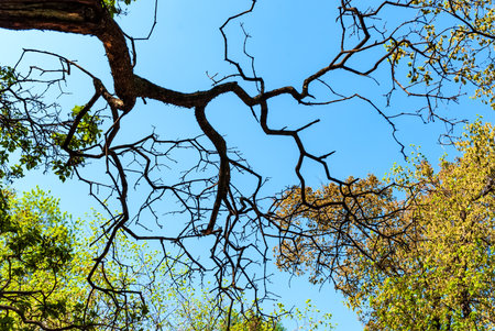 A branch against the background of a clear blue sky and crowns of trees.の写真素材