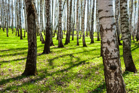 The park is a birch grove. Spring landscapeの写真素材