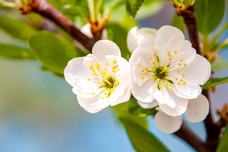 Flowering branches of cherries on a colored blurred background.