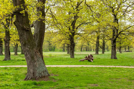 Spring landscape of oak grove. Green grass and fresh leaflets.の写真素材
