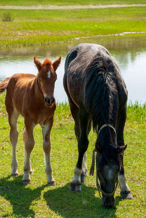 Red foal and horse pinch grass at the reservoirの写真素材