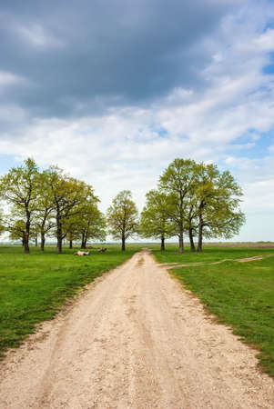 Oak grove with a road going into the distance. Spring landscapeの写真素材