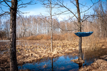 Spring landscape. Trees without leaves and plant. A blue umbrella hangs on a tree branch.の写真素材