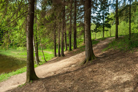 Spring landscape of pine forest on the river bankの写真素材