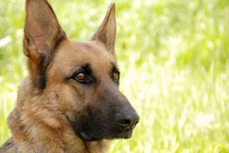 German shepherd is sitting and waiting for instructions against the background of green grass.の写真素材